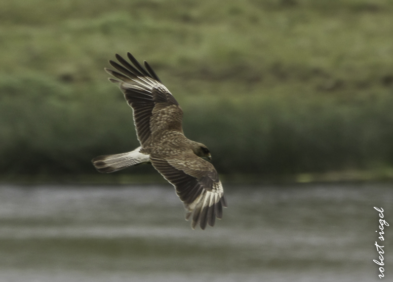 Easter Island caracara
